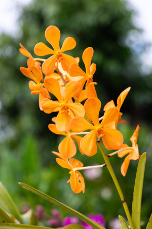 Beautiful orchid in the garden.の写真素材