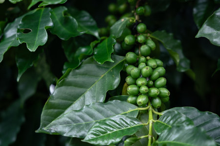 Close up of young coffee beans on coffee tree.の写真素材