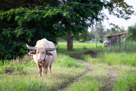 Albino buffalo or White buffalo on green pasture.
