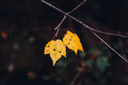 Maple leaves in autumn season. Beautiful Autumn Leaves. Film tone.の写真素材