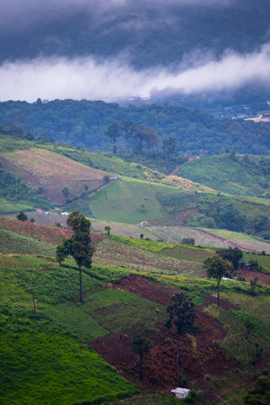 View of a plantation in the morning.