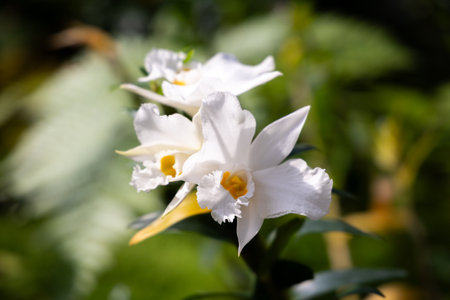 White Orchid flower blooming in the garden.の写真素材