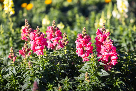 Snapdragon flower and green leaf in garden.の写真素材
