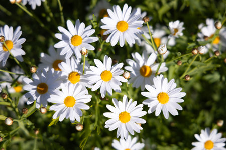 Beautiful white daisy on green fieldの写真素材