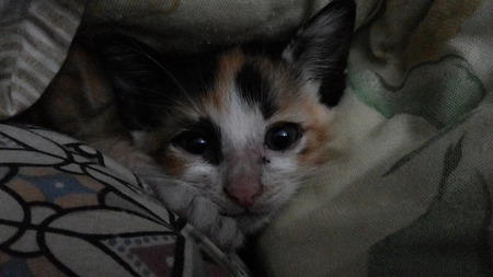 Catの写真素材
