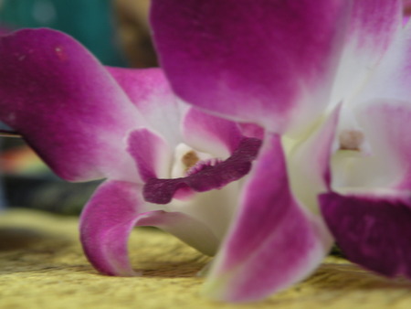 Orchid petalsの写真素材