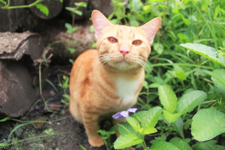 catの写真素材