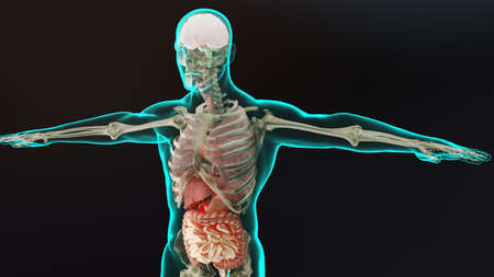 Human anatomy, organs, bones. Creative color palettes and designer details, unstructured showing...