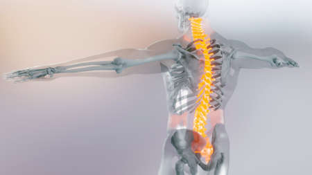 Spinal Cord Vertebral Column Cervical Vertebrae of Human Skeleton System Anatomy Concept. Red on the backbone, medically accurate illustration of a painful spine, Male Hurt Backbone, 3D renderの写真素材