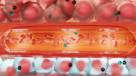 Anemic Hypoxia, hypoxic, stagnant, histotoxic, arterial pO2 and O2, arterio-venous shunts, Respiratory system, 3d renderの写真素材