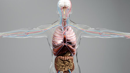 Human anatomy, organs, bones. Creative color palettes and designer details, unstructured showing parts, 3d render,の写真素材