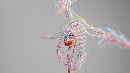 Human arterial and venous circulatory system, Medically accurate animation of Heart with Vains and...