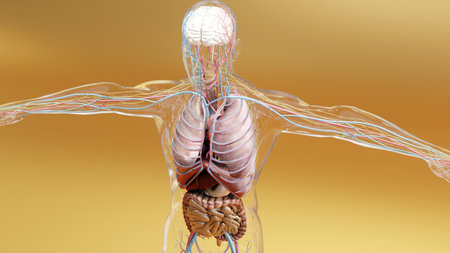 Human anatomy, organs, bones. Creative color palettes and designer details, unstructured showing parts, 3d render,の写真素材