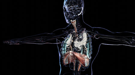Human Respiratory System Lungs Anatomy Animation Concept. visible lung, pulmonary ventilation, trachea, Realistic high quality 3d medical illustrationの写真素材