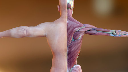 3d illustration of Human anatomy, muscles, organs, bones. Creative color palettes and designer details, unstructured showing parts, 3d renderの写真素材