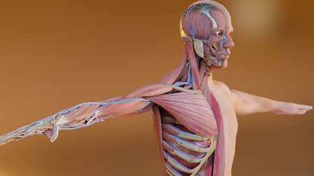 3d illustration of Human anatomy, muscles, organs, bones. Creative color palettes and designer...