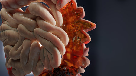 Anatomy of the human digestive system, concept of the intestine, diverticulitis, 3d renderの写真素材