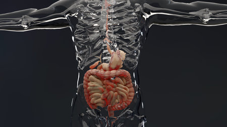 man suffering from crohns disease, male anatomy, inflamed large intestine, Sigmoid Colon, human digestive system parts, 3d renderの写真素材