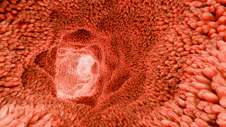 intestinal villi, Red microvilli in an intestinal tract. close-up, Microbiology, anatomy, biology, science, medicine, medical and healthcare concepts, Digestive system, epithelialの写真素材