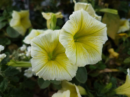 Beautiful summer flowers of summer season at parks gardens and home outdoorsの写真素材