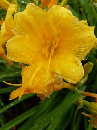 Beautiful summer flowers of summer season at parks gardens and home outdoors