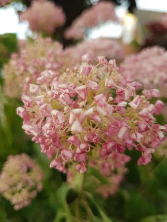 Beautiful pink blossoming flowers in the garden on summer