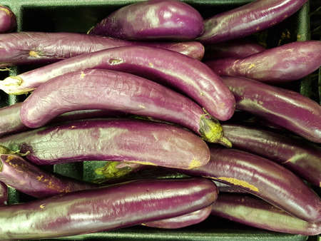 Egg plant vegetableの写真素材