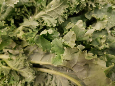 Vegetables and Saladの写真素材