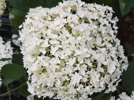 Summer flowers