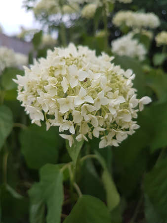 Flower of the summer season