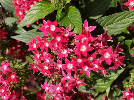 Beautiful flower of the summer season