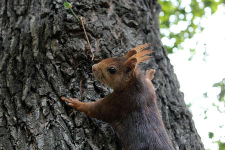 Beautifull squirrel