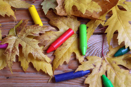Oil pastel crayons lying with yellow maple leavesの写真素材