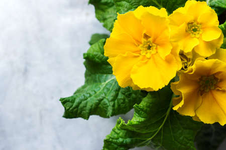 Colorful bright yellow primrose primula polyanthus flowers on a rustic wooden table. Spring easter garden compositionの写真素材
