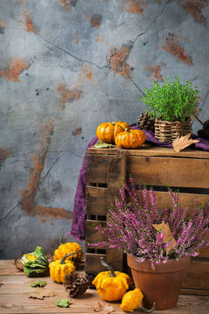 Fall autumn harvest thanksgiving concept. Organic fresh ripe festive orange pumpkins, green thyme and purple flowers on a rustic wooden table. Copy space rural backgroundの写真素材