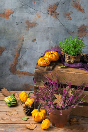 Fall autumn harvest thanksgiving concept. Organic fresh ripe festive orange pumpkins, green thyme and purple flowers on a rustic wooden table. Copy space rural backgroundの写真素材