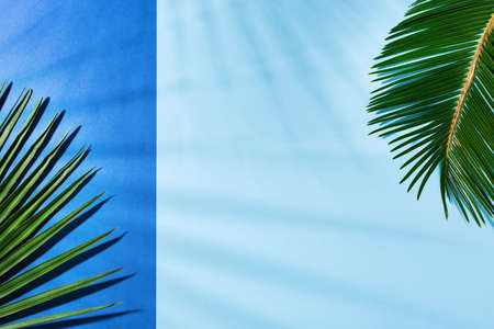 Creative background with tropical palm leaves with bold shadow on classic blue. Minimal nature, floral, vacation summer holiday concept. Copy space, flat lay, top view の写真素材