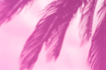 Abstract unfocused blurred pink background with palm leaves shadows. Tropical, summer, holidays,...