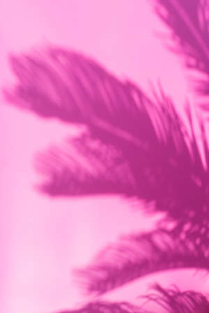 Abstract unfocused blurred pink background with palm leaves shadows. Tropical, summer, holidays, vacations concept.の写真素材