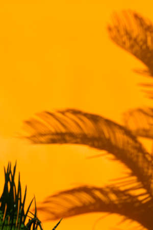 Abstract unfocused blurred orange background with palm leaves shadows. Tropical, summer, holidays, vacations concept.の写真素材