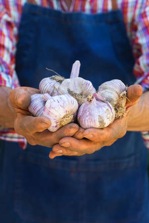 Senior man, farmer, worker holding in hands harvest of organic fresh garlic. Bio and organic...