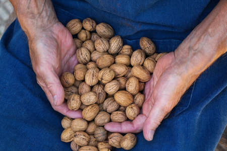Senior man, farmer, worker holding in hands harvest of organic fresh walnut. Bio and organic...