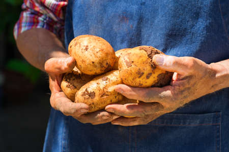 Senior man, farmer, worker holding in hands harvest of organic fresh potatoes. Bio and organic cultures, farming, private garden, orchard, natural economyの写真素材