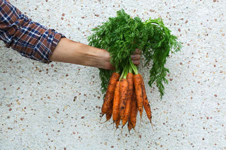 Young man, farmer, worker holding in hands homegrown harvest of fresh orange carrots. Private garden, orchard, natural economy, hobby and leisure conceptの写真素材