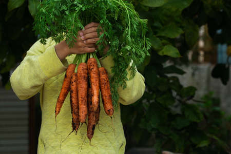 Young boy, kid, child holding in hands homegrown harvest of fresh orange carrots. Private garden,...