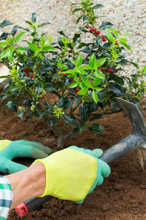 Farmer gardener hands in gloves planting holly, ilex seedling in the soil during spring season in...