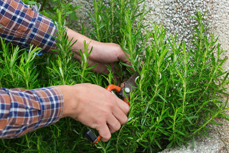 Young man cutting rosemary with garden pruner in hands in his private garden, orchard. Seasonal,...