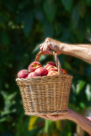 Senior man, farmer, worker holding in hands harvest of organic fresh peaches. Bio and organic cultures, farming, private garden, orchard, natural economyの写真素材