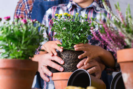 Gardening man, father and a boy, kid during staying at home. Activity stimulating mental and brain health. Planting and growing  autumn flowers, eco-friendly hobby and leisure, family time concept.の写真素材