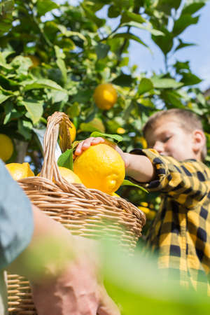 Smiling young man farmer with son harvesting, picking lemonsの写真素材